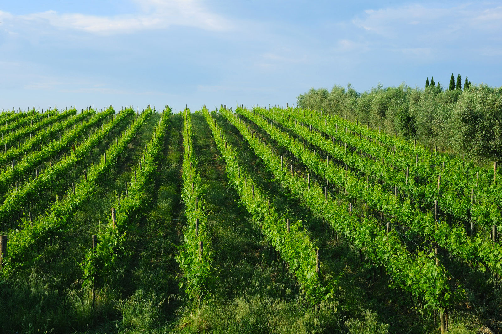 fattoria di corsignano chianti classico gallo nero siena